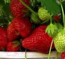 Ampelnye ягоди: грижата и отглеждането на домашен