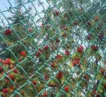 Непосредствената оградата на окото мрежа - осем начини да се направи ограда непрозрачен
