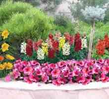 Легло от цветя в градината: избора на растения, неговите видове и форми