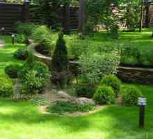 Декоративни храсти: допълнителна декорация градина