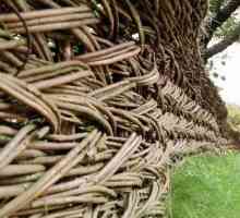 Уилоу ограда - най-старият оградата с магически свойства