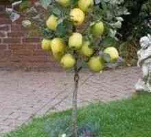 Джудже ябълково дърво - ароматни ябълки в собствената си градина