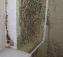 Как да се отървем от мухъл по стените в хола и банята