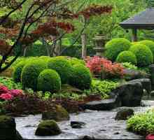 Изборът растения за японската градина