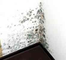 Как да премахнете мухъл в апартамент завинаги?