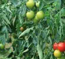 Как доведен син храсти на домати?