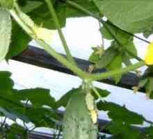Как да завърже краставици в оранжерия?