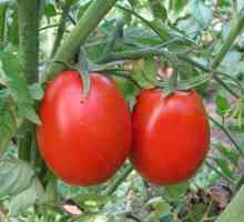 Как да получите добра реколта от домати