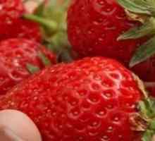 Как правилно и точно да расте ягоди в затворен парникови