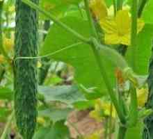 Как да расте и да се култивира краставици