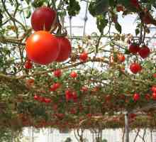 Как да растат високи домати?