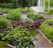 Как да планирате място за зеленчукова градина?