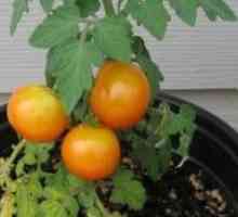 Как да растат вкусни домати през зимата?