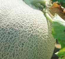 Как да расте дини и пъпеши в оранжерията