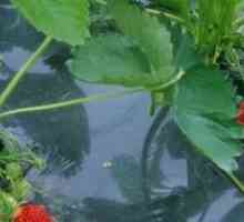 Как да расте ягоди използване agrovoloknom?