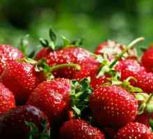 Как да расте ягоди в градината си сайт