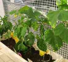Как да растат краставици на балкона