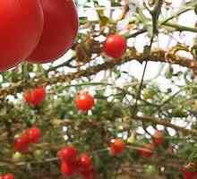 Как да растат домати в оранжерията?