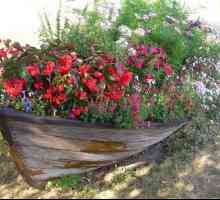 А цветна леха в лодката: една брилянтна идея на оригиналните орнаменти градина