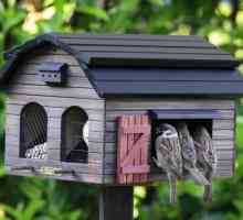 Хранилки за птици: "трапезария" за птиците и градинска украса