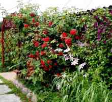 Лиана за градината: апотеоз на вертикално озеленяване