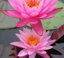 Lotus Фън Шуй: Хармония на природата