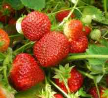 Най-добрите сортове ягоди за производство на култури целогодишно