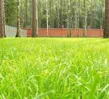 Многогодишни треви за тревни площи