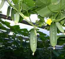 Зеленчукова градина в оранжерия поликарбонат: бързо и безопасно производство на растителни