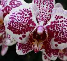 Orchid на фън шуй: Здраве и богатство