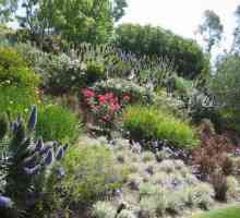 Основните точки, за да се вземат предвид при избора на растения за декорация на градината