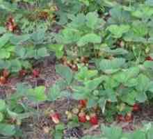 Характеристики расте градински ягоди