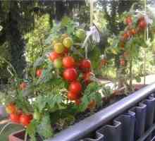 Зеленчуци на балкона