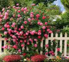 Катерене рози в градината си: прости правила за отглеждане и грижа