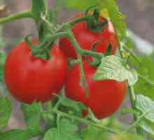 Защо в домати парникови изсъхне
