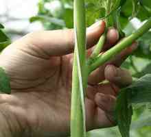 Причинява пожълтяване на краставици в оранжерията
