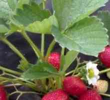 Agrovoloknom Приложение при отглеждането на ягоди и краставици