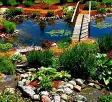 Растения за езерото: постоянен елемент на ландшафтния дизайн