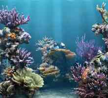 Разнообразие от естествен корал