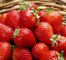 Strawberry Отглеждане на филм и agrovoloknom