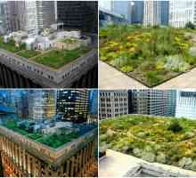 Градина на покрива: оригинални начини за озеленяване на покривите със снимки