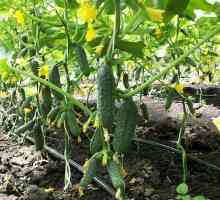 Тайните на отглеждане краставици в оранжерията