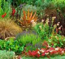 Създаване на цветна леха на градински цветя трайни насаждения
