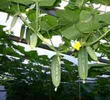 Начин за увеличаване на добива на краставици в оранжерията