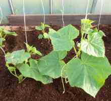 Методи обвързване краставици в оранжерии