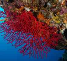 Свойства на червени корали