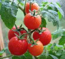 Температурните условия за отглеждането на домати