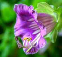 Тропически цветя Kabe: правила за отглеждане