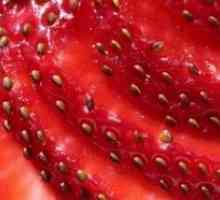 Отглеждане на ягоди от семена