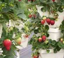 Култивиране ягода вертикален начин